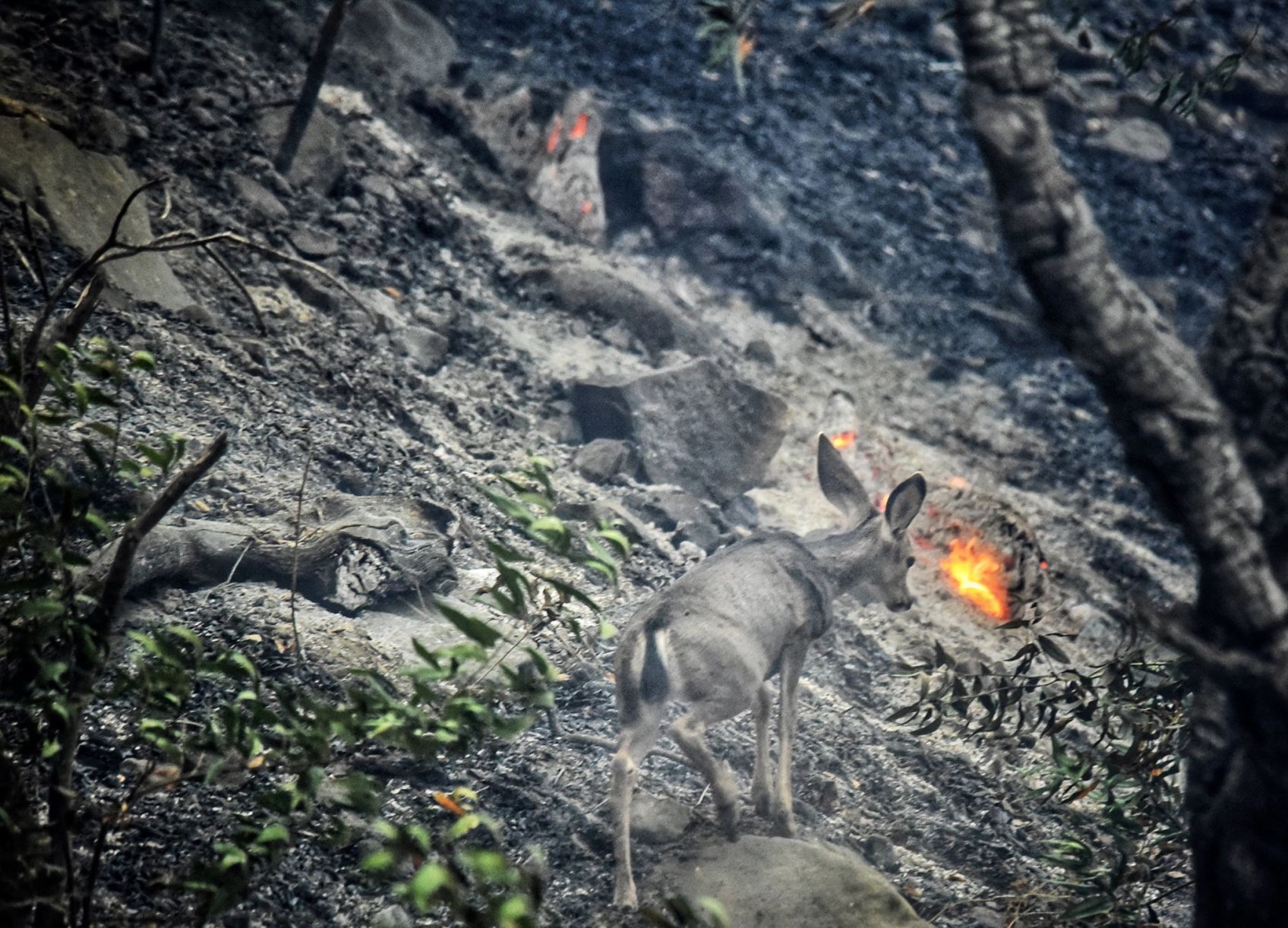 Alisal Fire deer